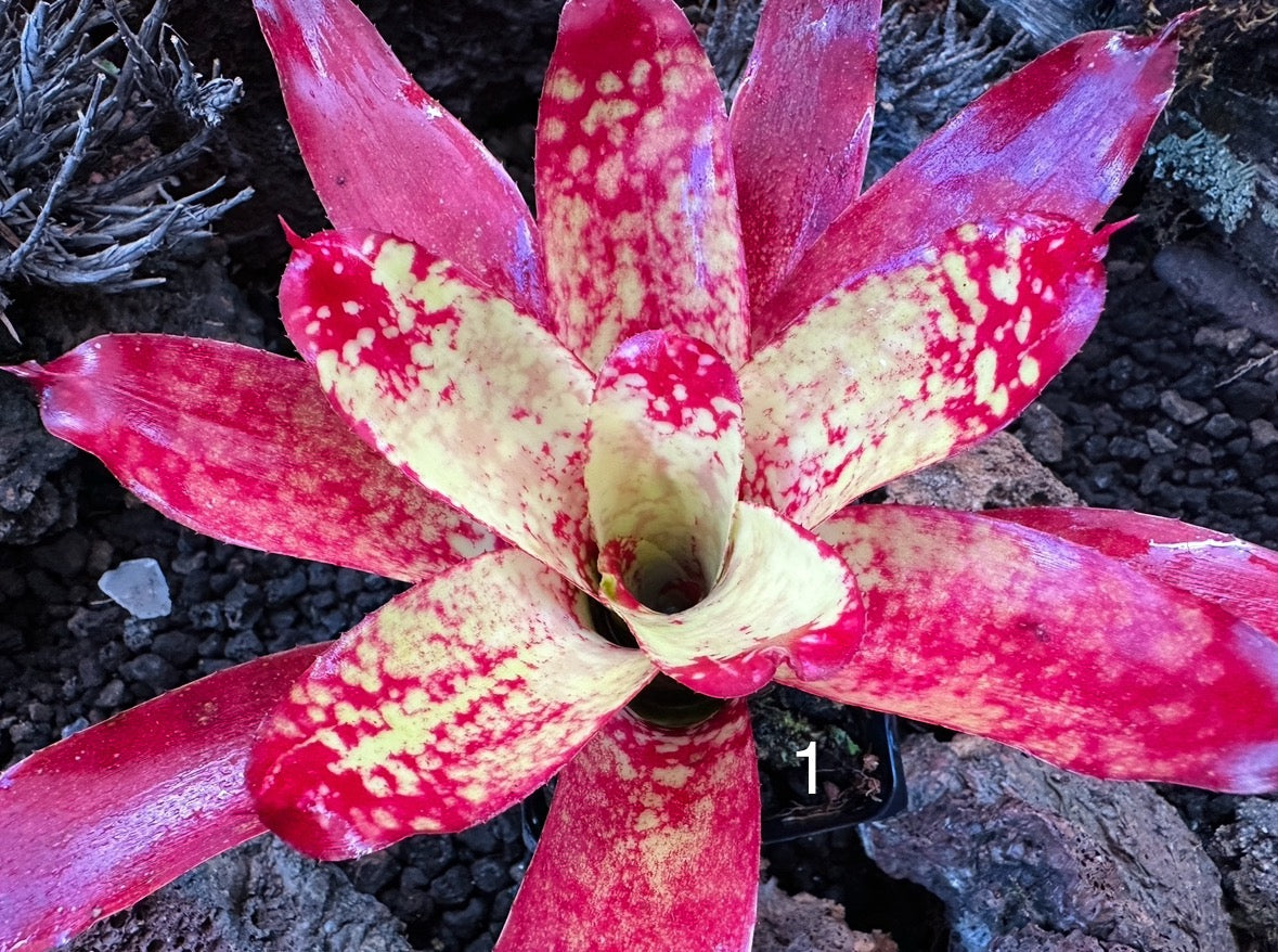 Assorted Neoregelia Minis