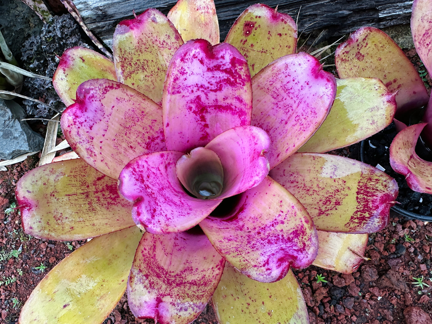 Neoregelia ‘Panaewa Princess’