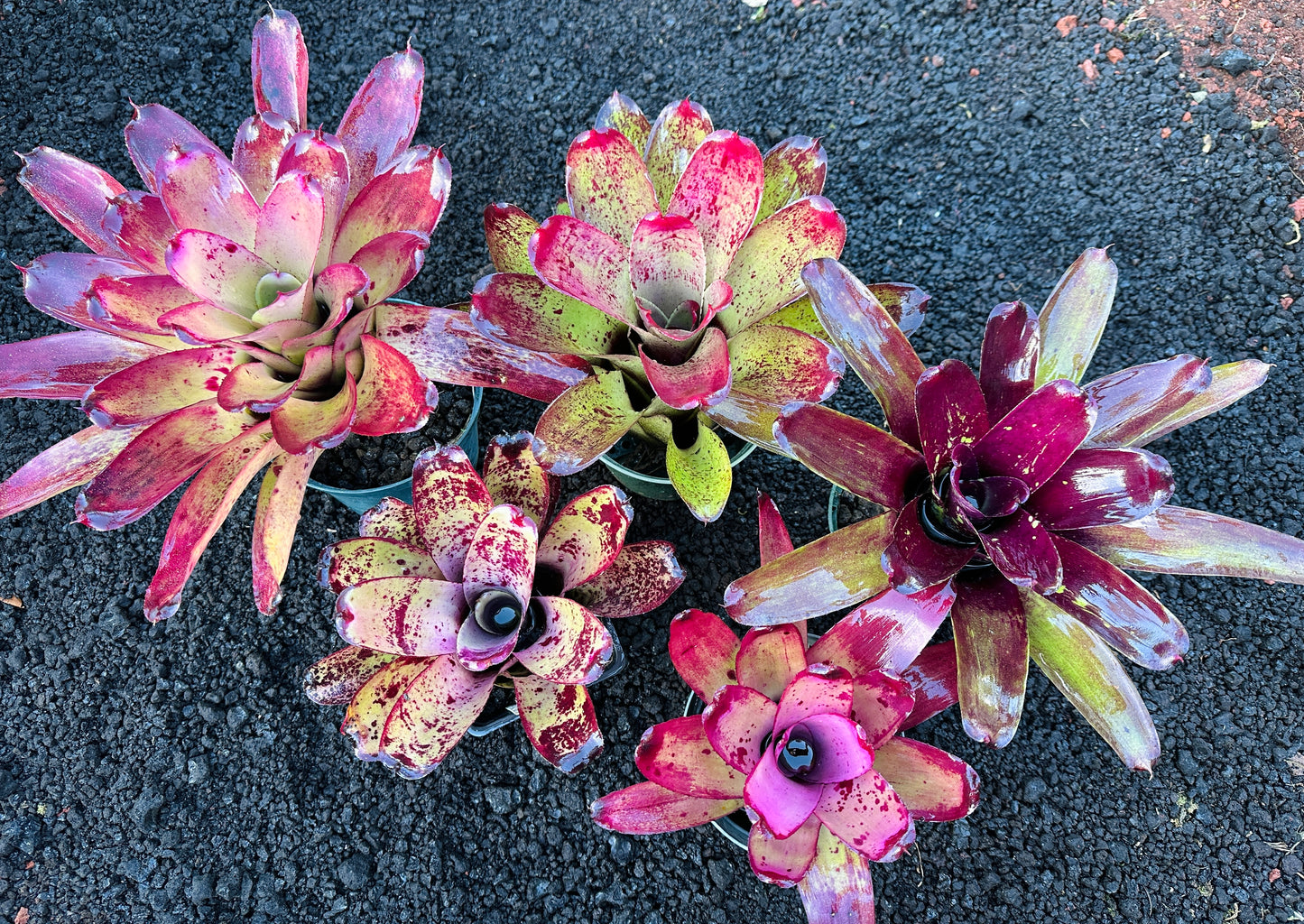 Assorted Neoregelia