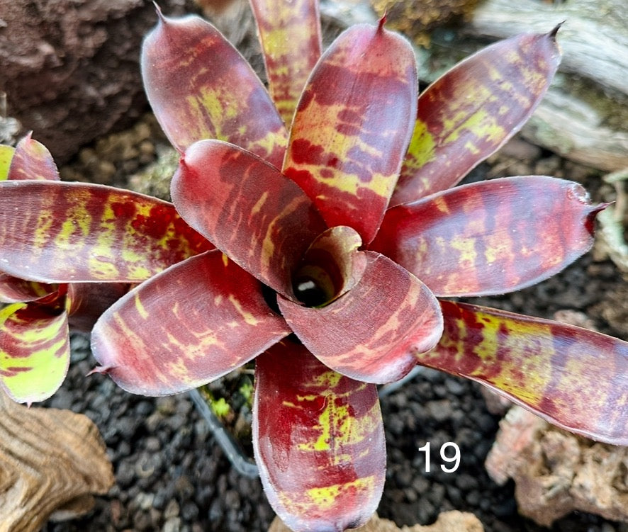 Assorted Neoregelia Minis