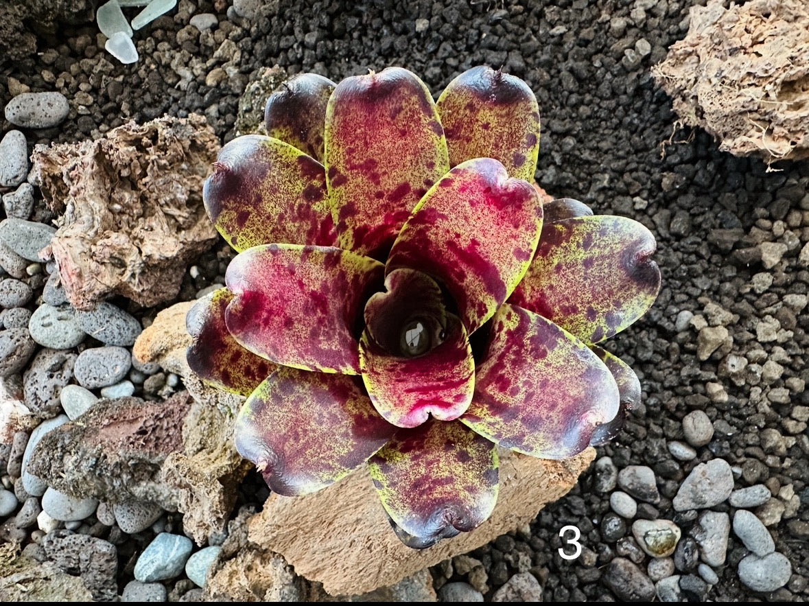 Assorted Neoregelia Minis