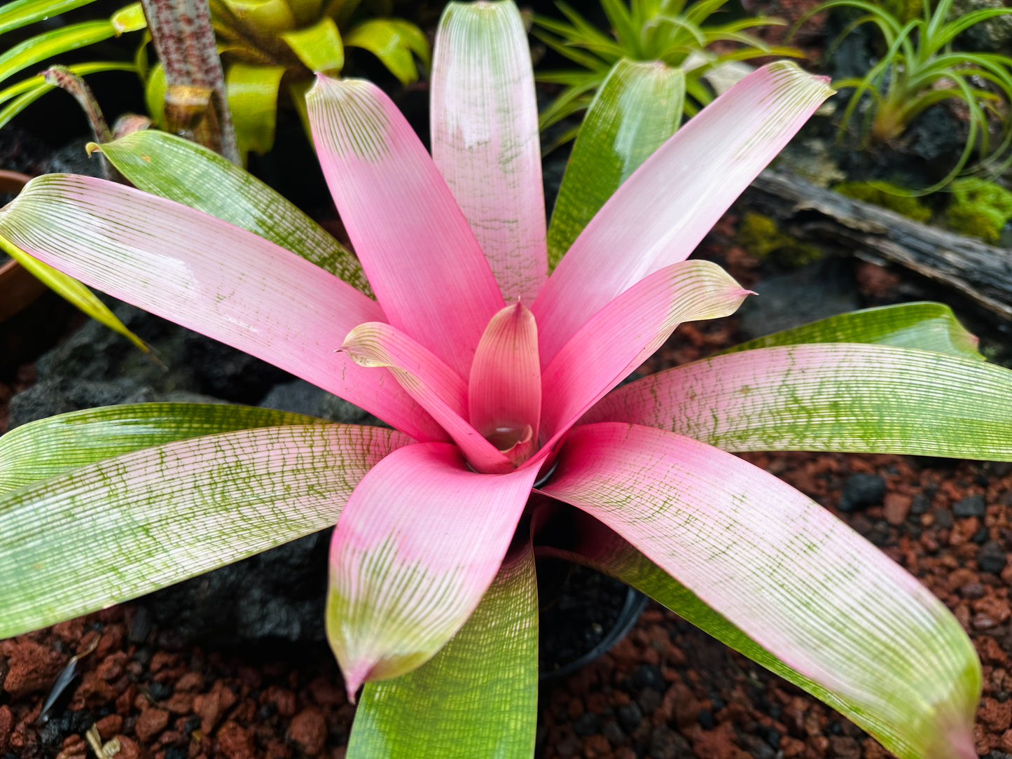 Vriesea ‘Hawaiian Pink Lady’