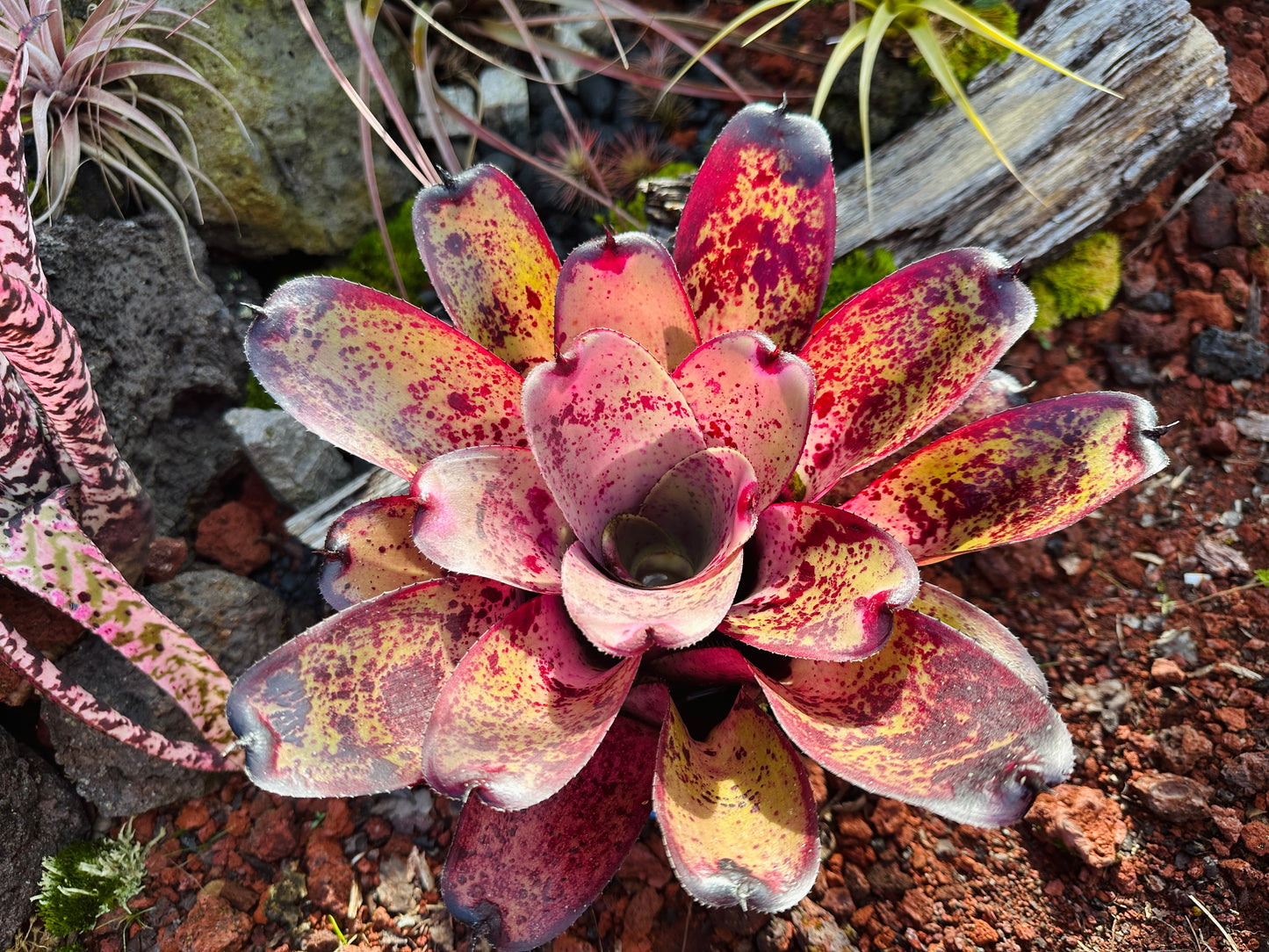 Neoregelia hybrid