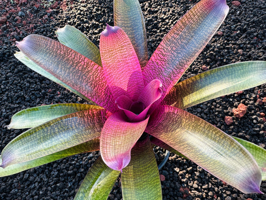 Vriesea ‘Dark Ninja’ x ‘Guava Sherbert’