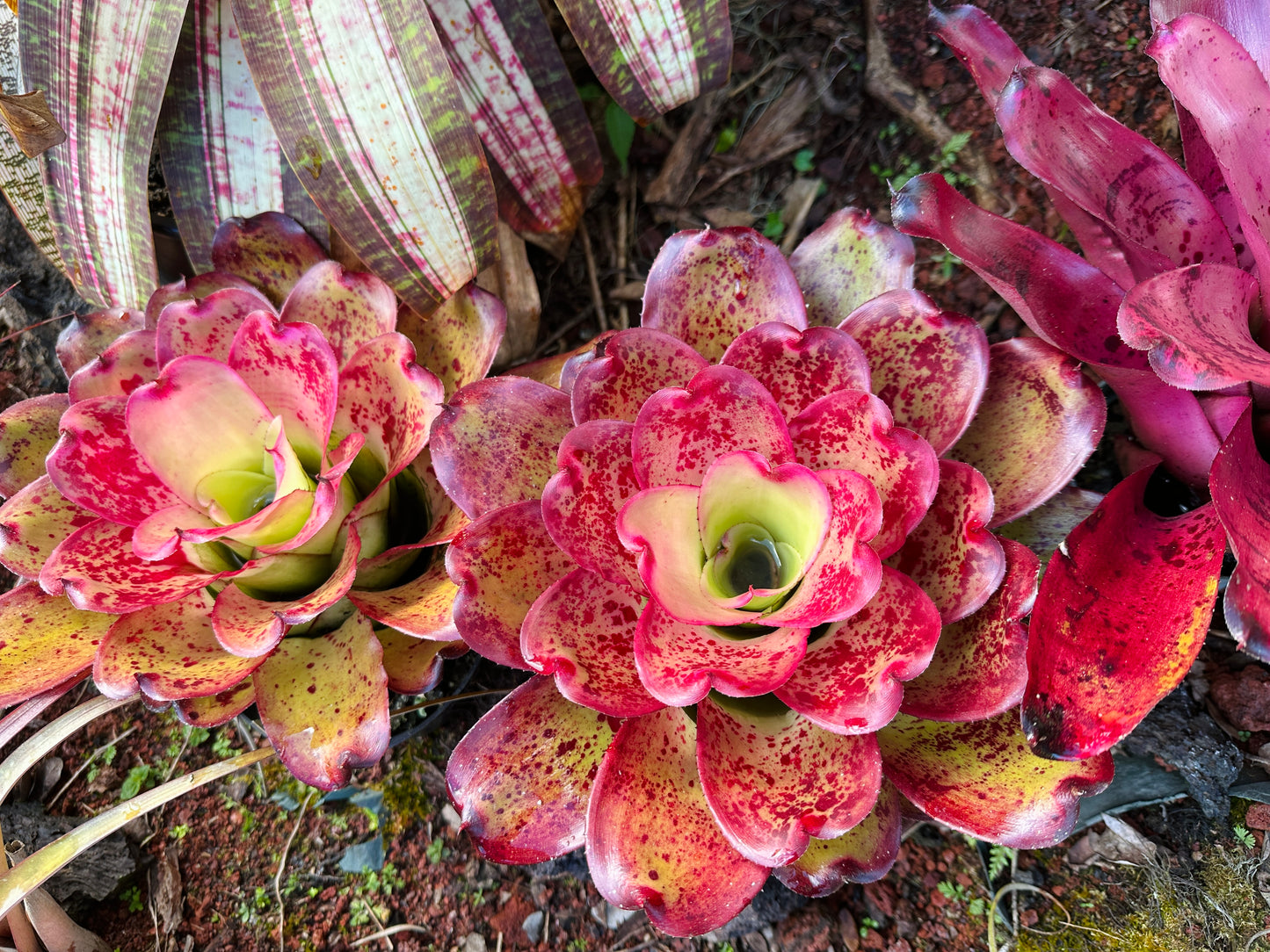 Neoregelia ‘John Hirota’