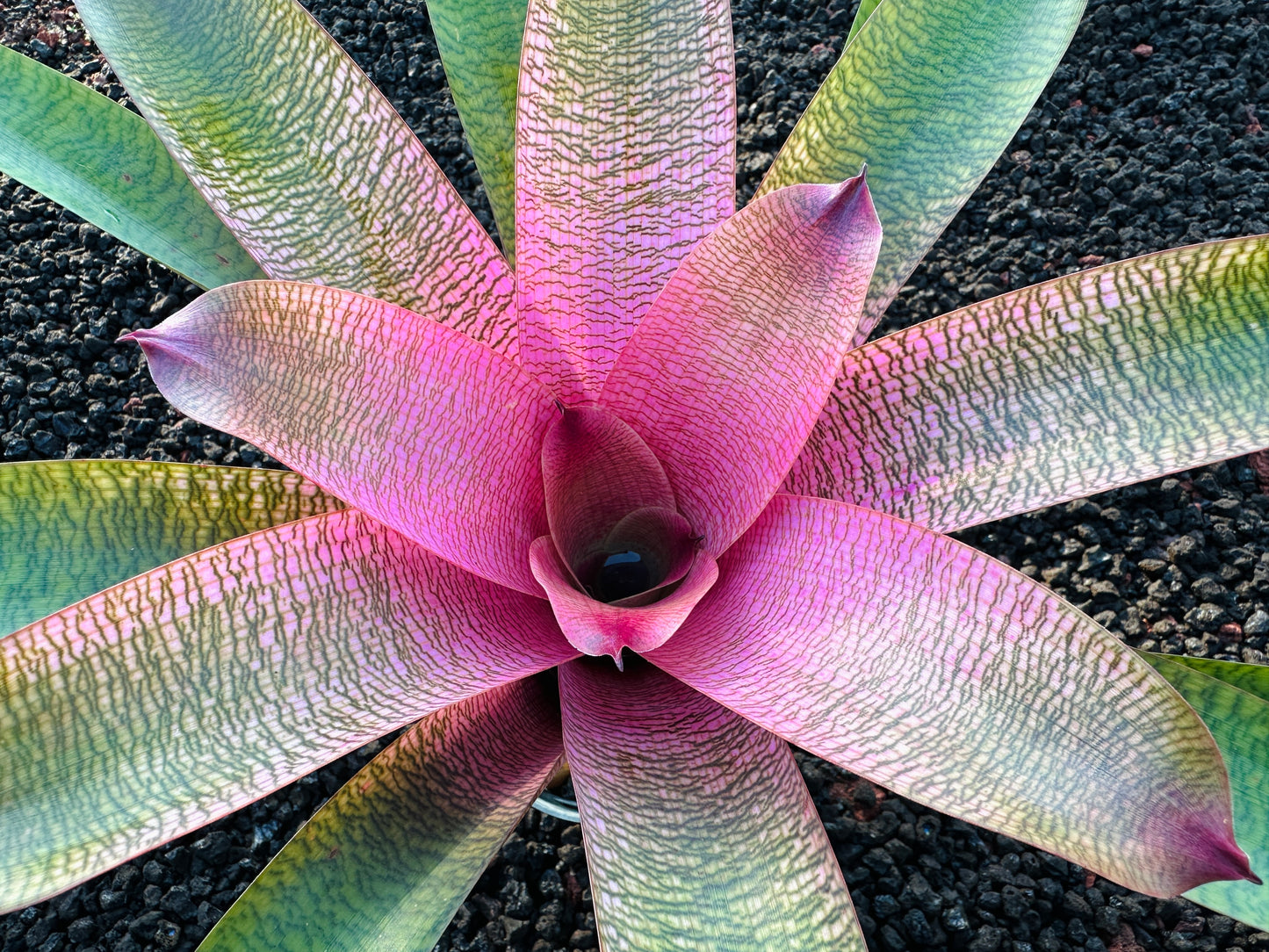 Vriesea ‘Hawaiian Ruby’ x ‘Kilauea’