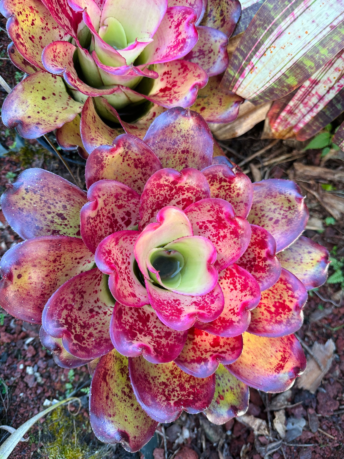 Neoregelia ‘John Hirota’