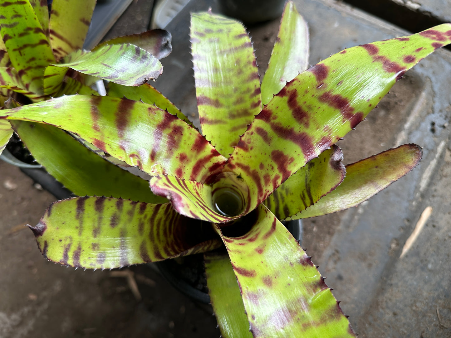 Neoregelia Carcharodon Tiger x ornato