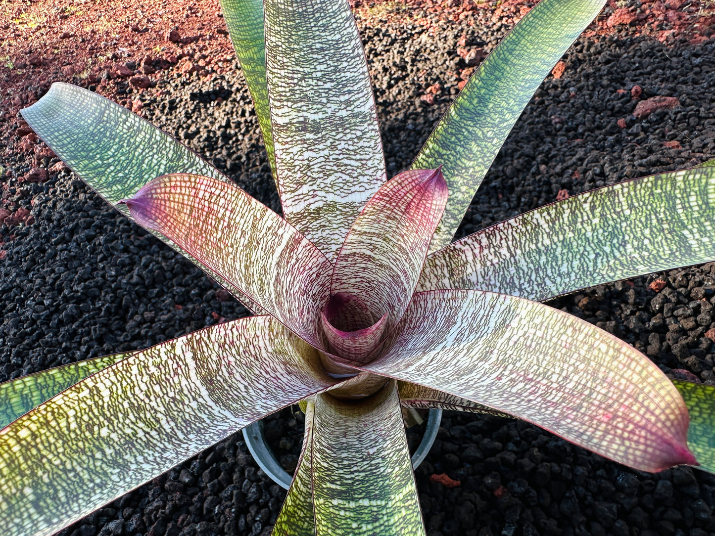 Vriesea ‘Sherlette Shiigi’ x ‘Royal Hawaiian’