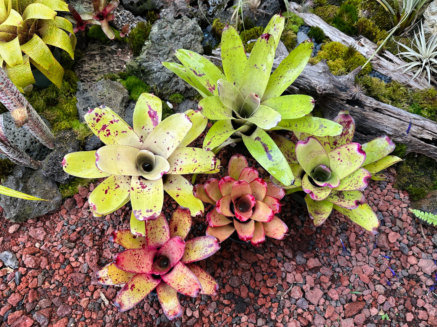 Assorted Neoregelia