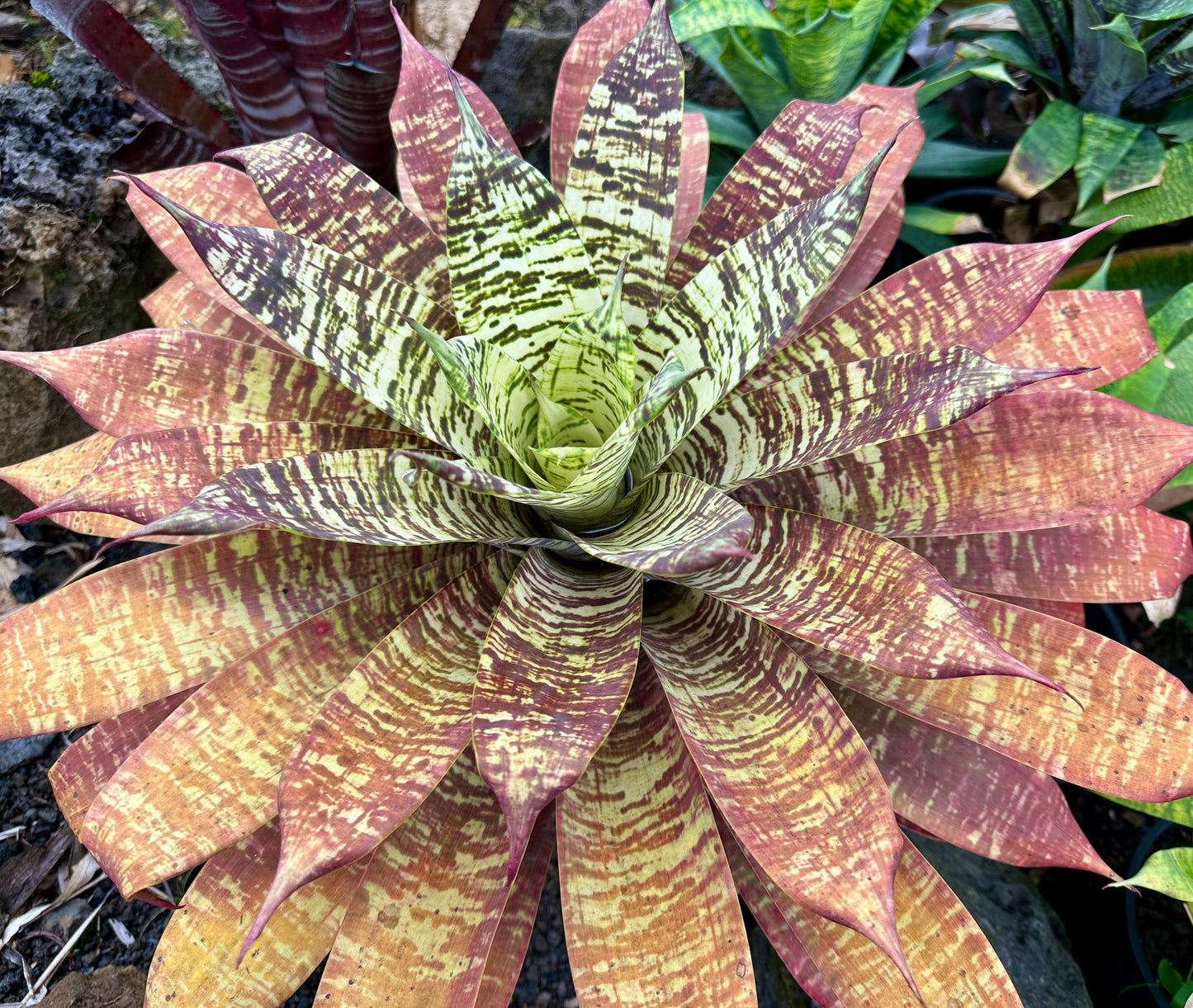 Goudaea Golden Dragon