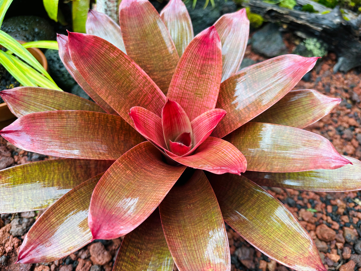 Vriesea ‘Ku’ulei’ cv. ‘Ula’ula