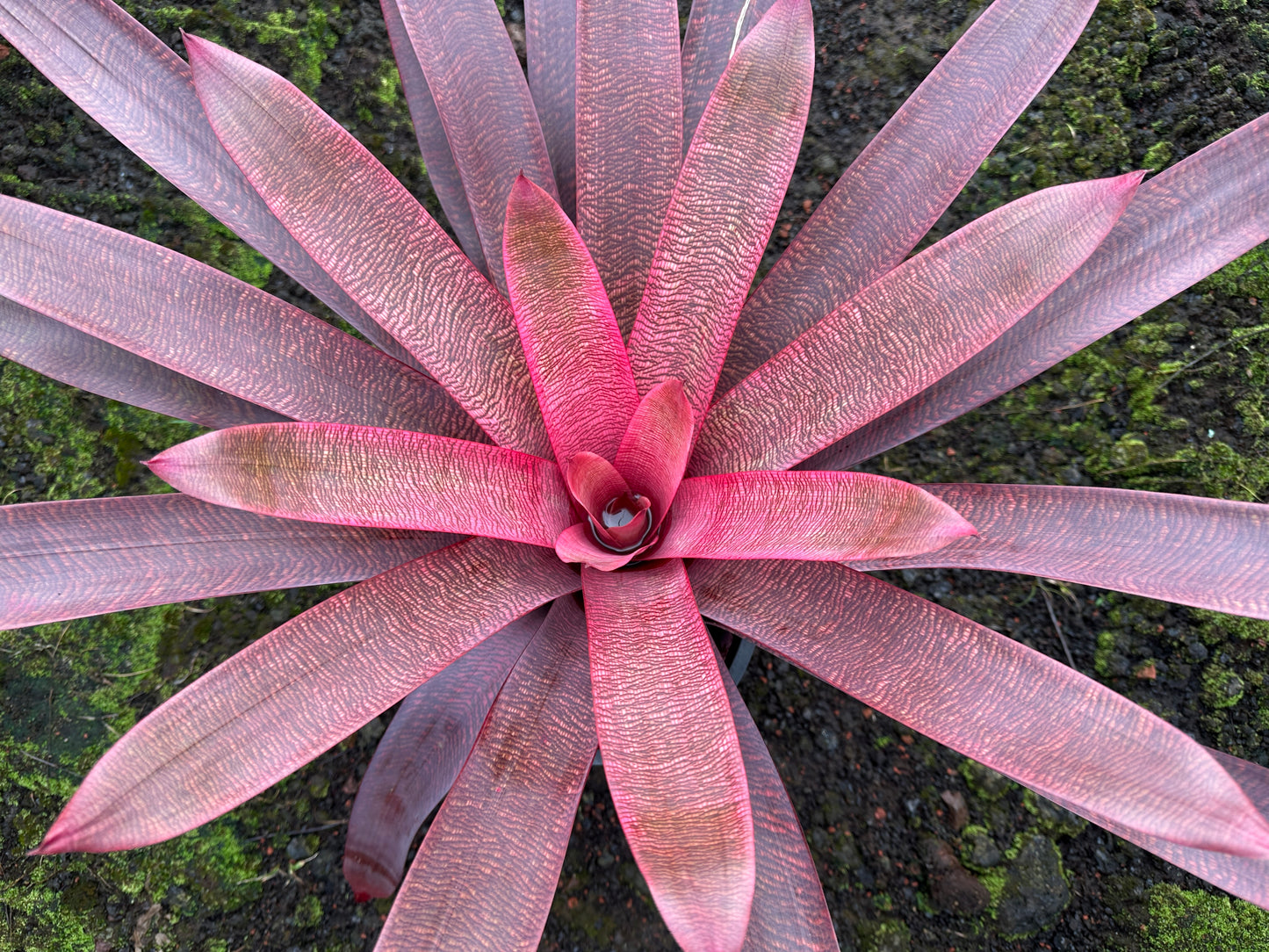 Vriesea ‘Panaewa Beauty’