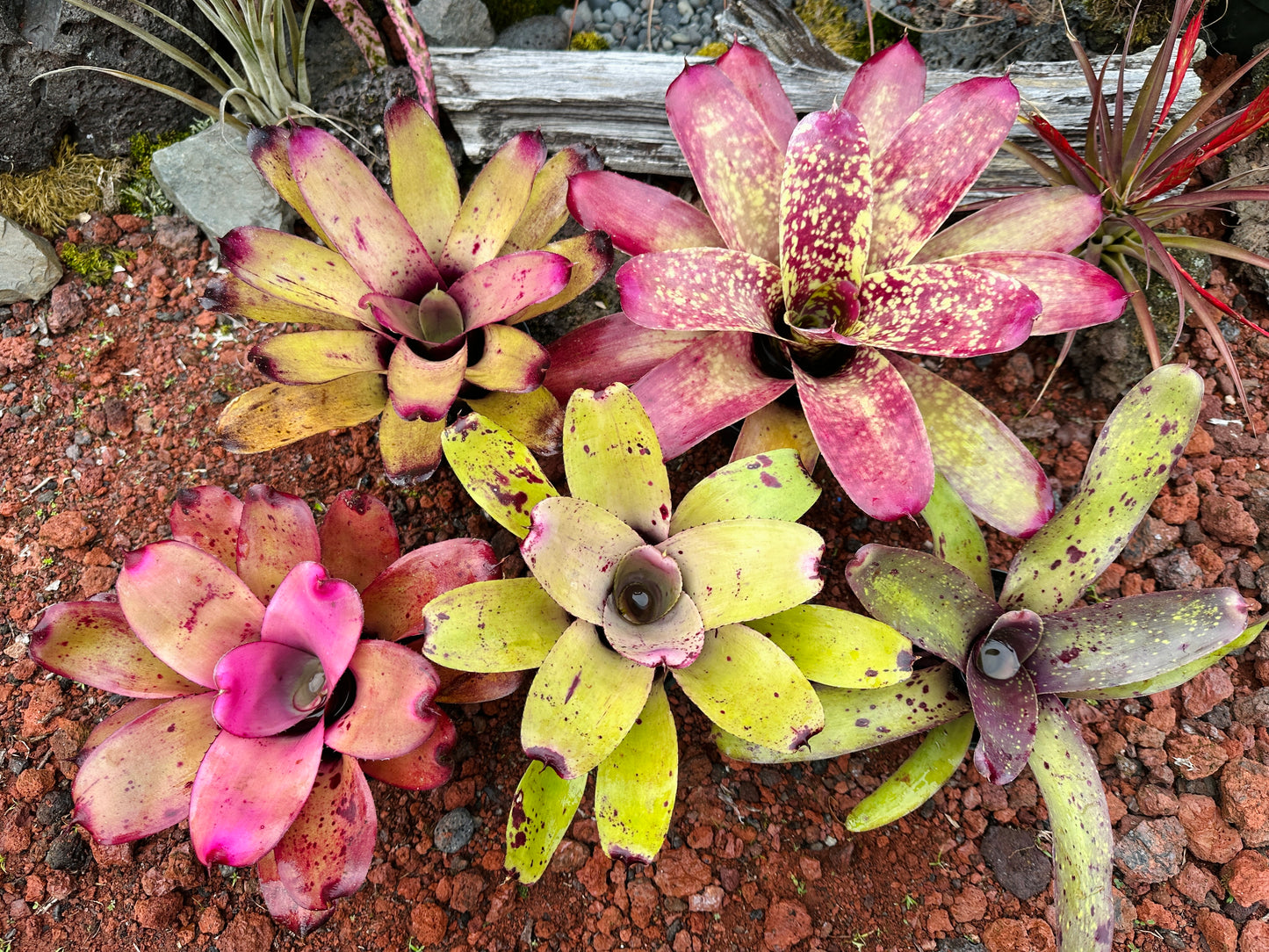 Assorted Neoregelia