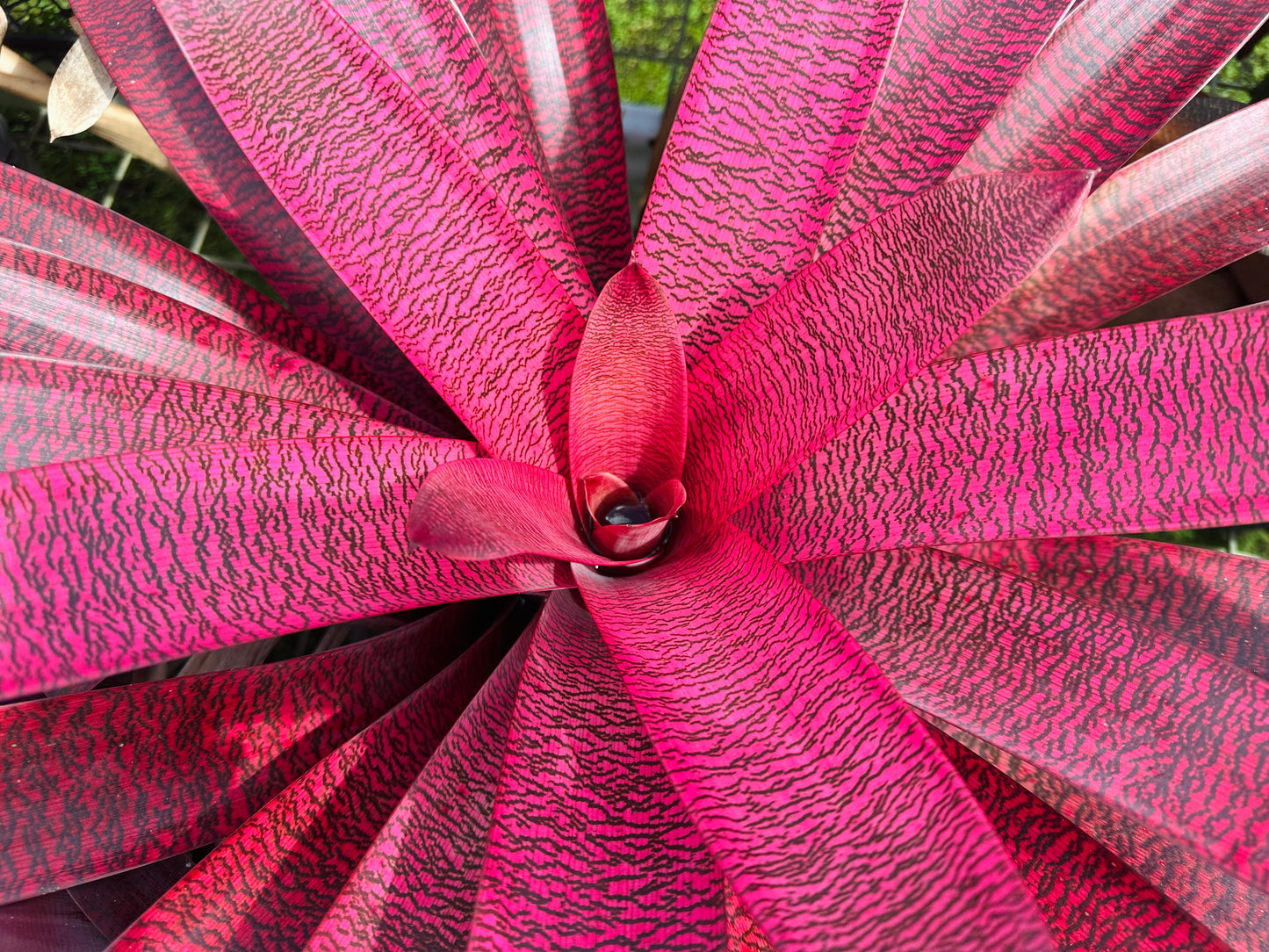 Vriesea ‘Kilauea Glow’