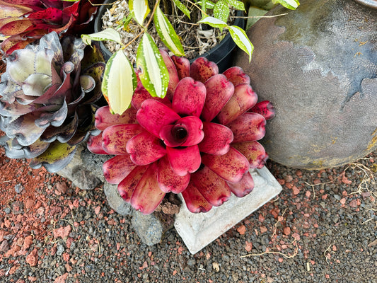Neoregelia ‘Lana’i’