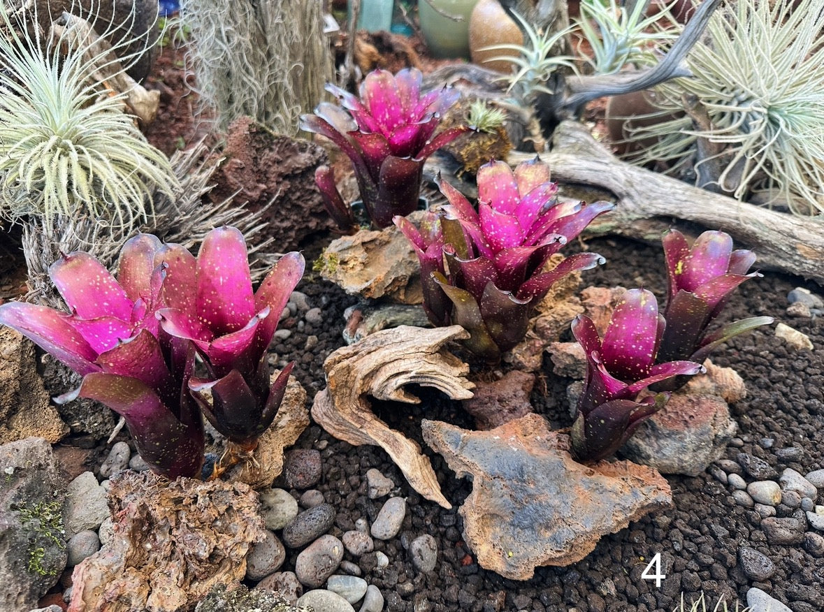 Assorted Neoregelia Minis
