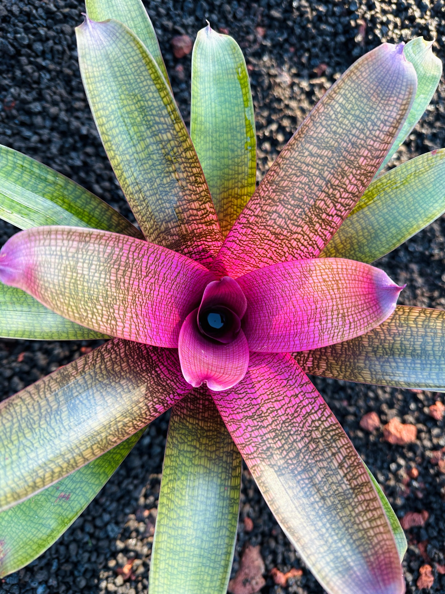 Vriesea ‘Dark Ninja’ x ‘Guava Sherbert’