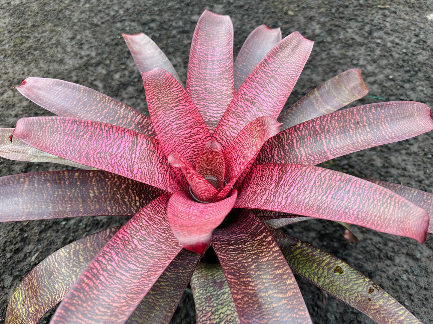 Vriesea ‘Kilauea’ x ‘White Lighting’