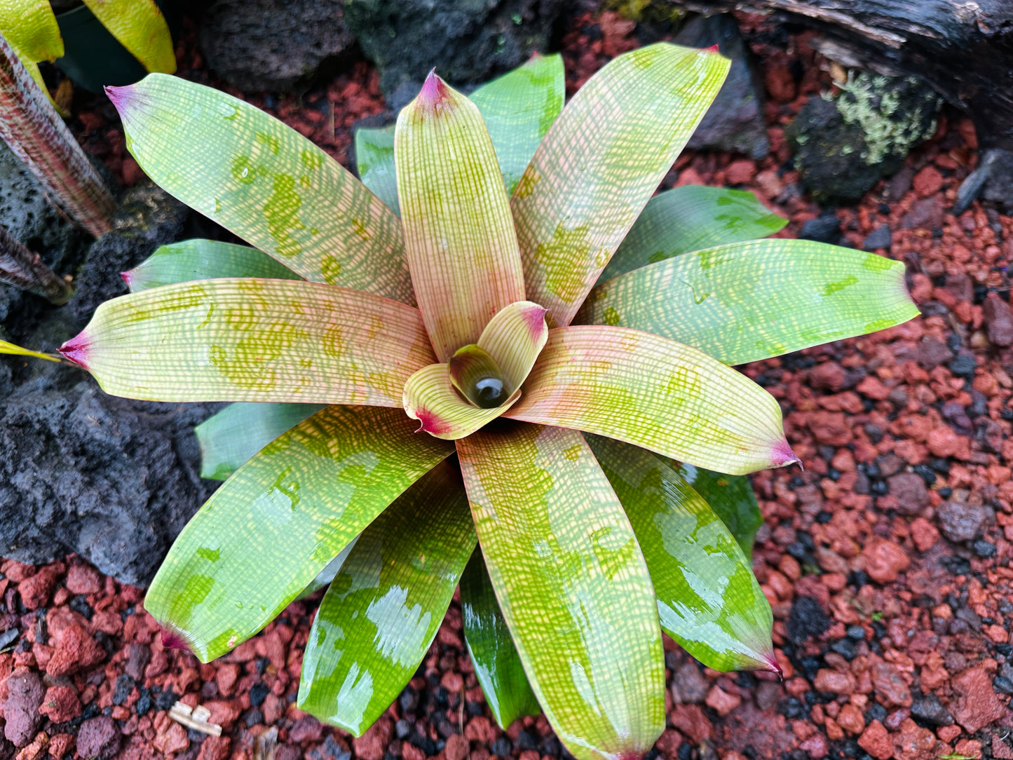 Vriesea fenestralis x ‘Golden Warrior’