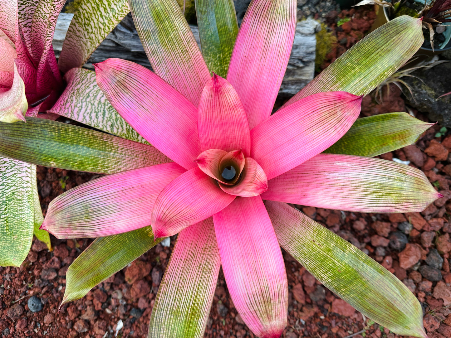 Vriesea ‘Hawaiian Pink Mist’