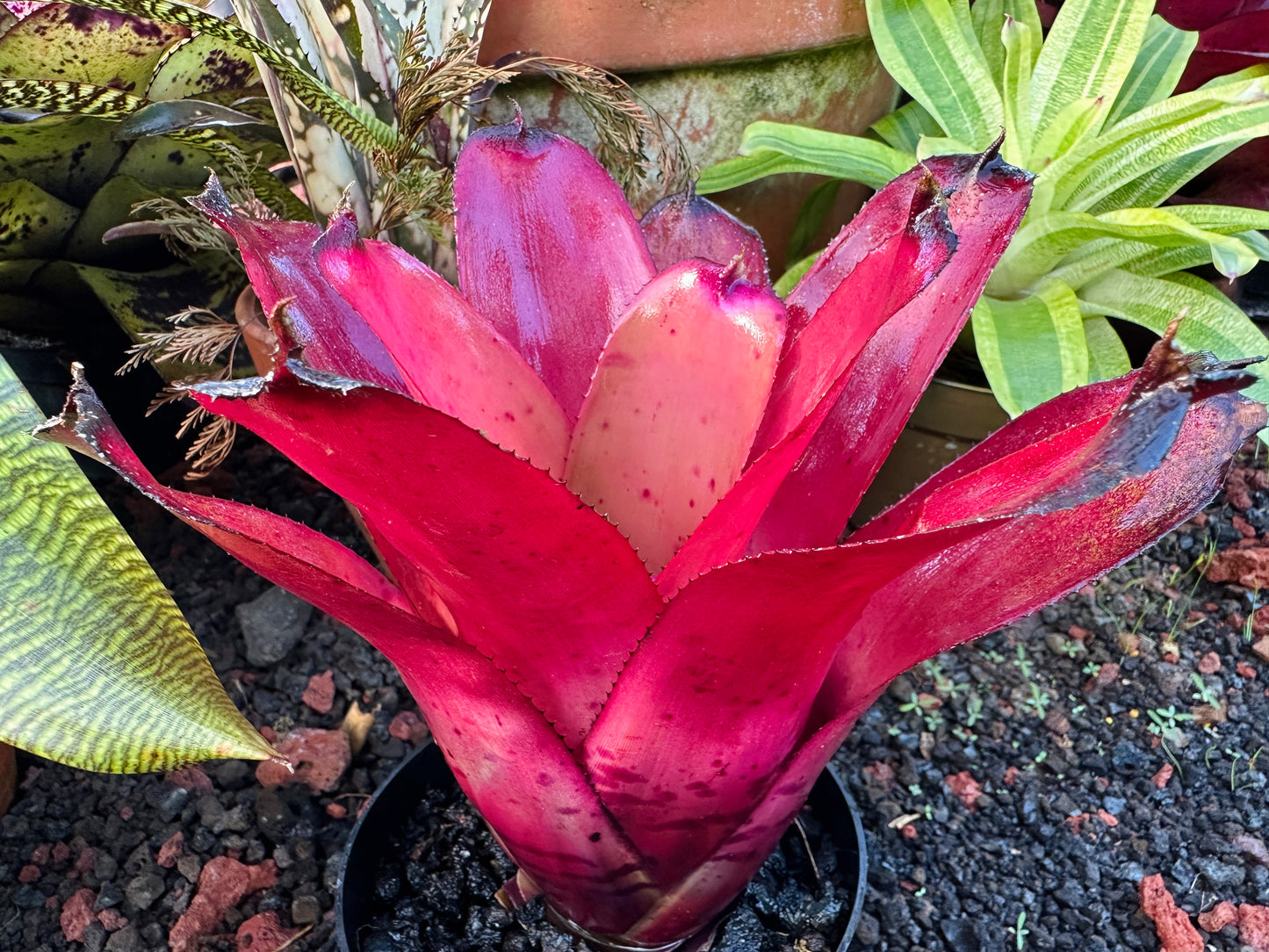 Neoregelia ‘Kilauea Tiger’