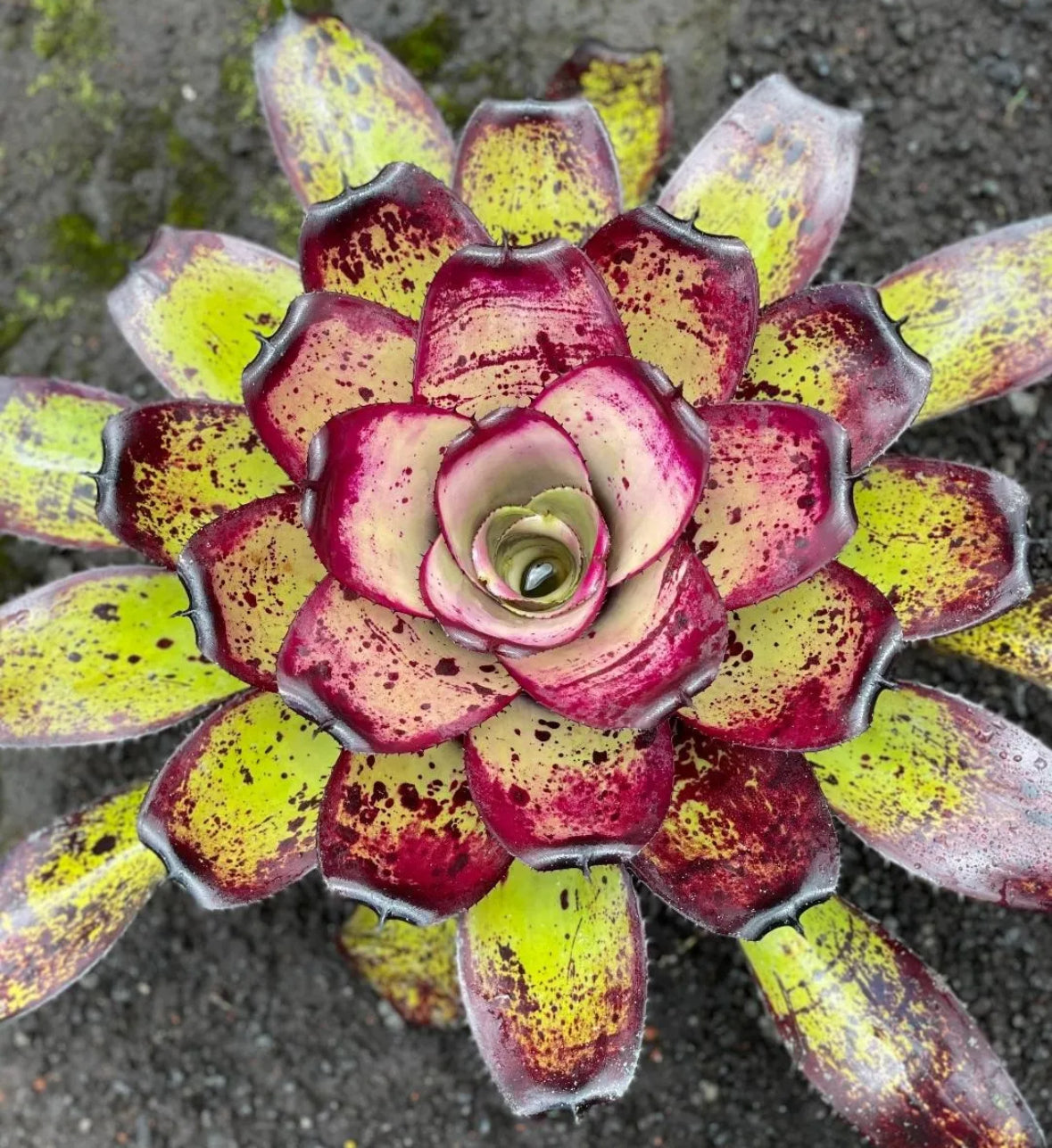 Neoregelia ‘Hawaiian Warrior’