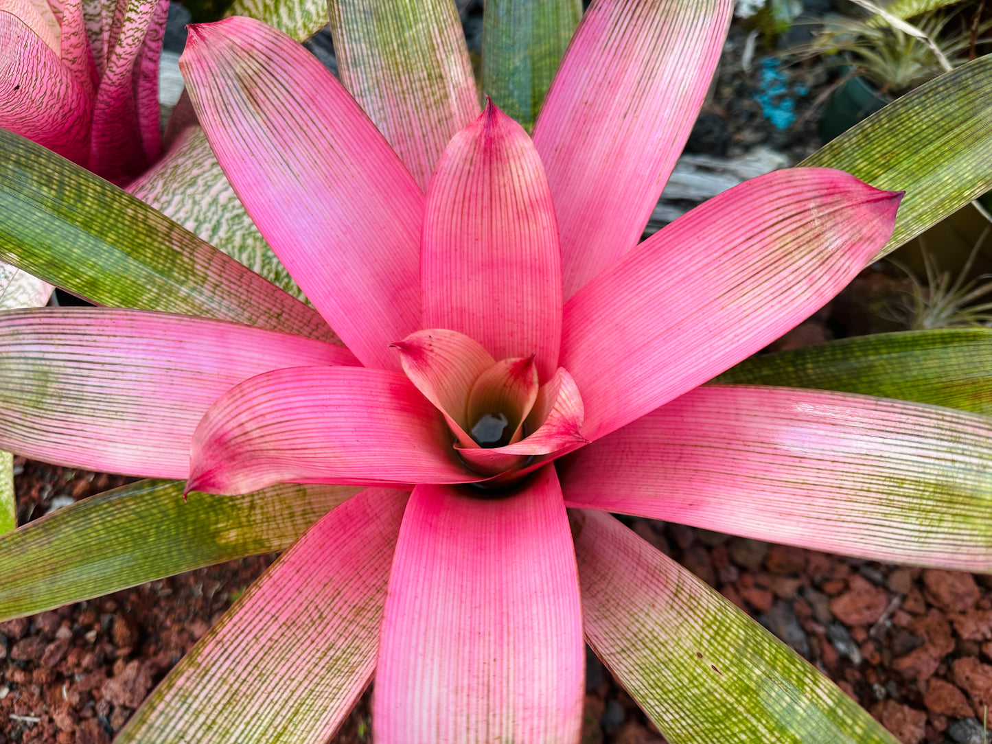 Vriesea ‘Hawaiian Pink Mist’