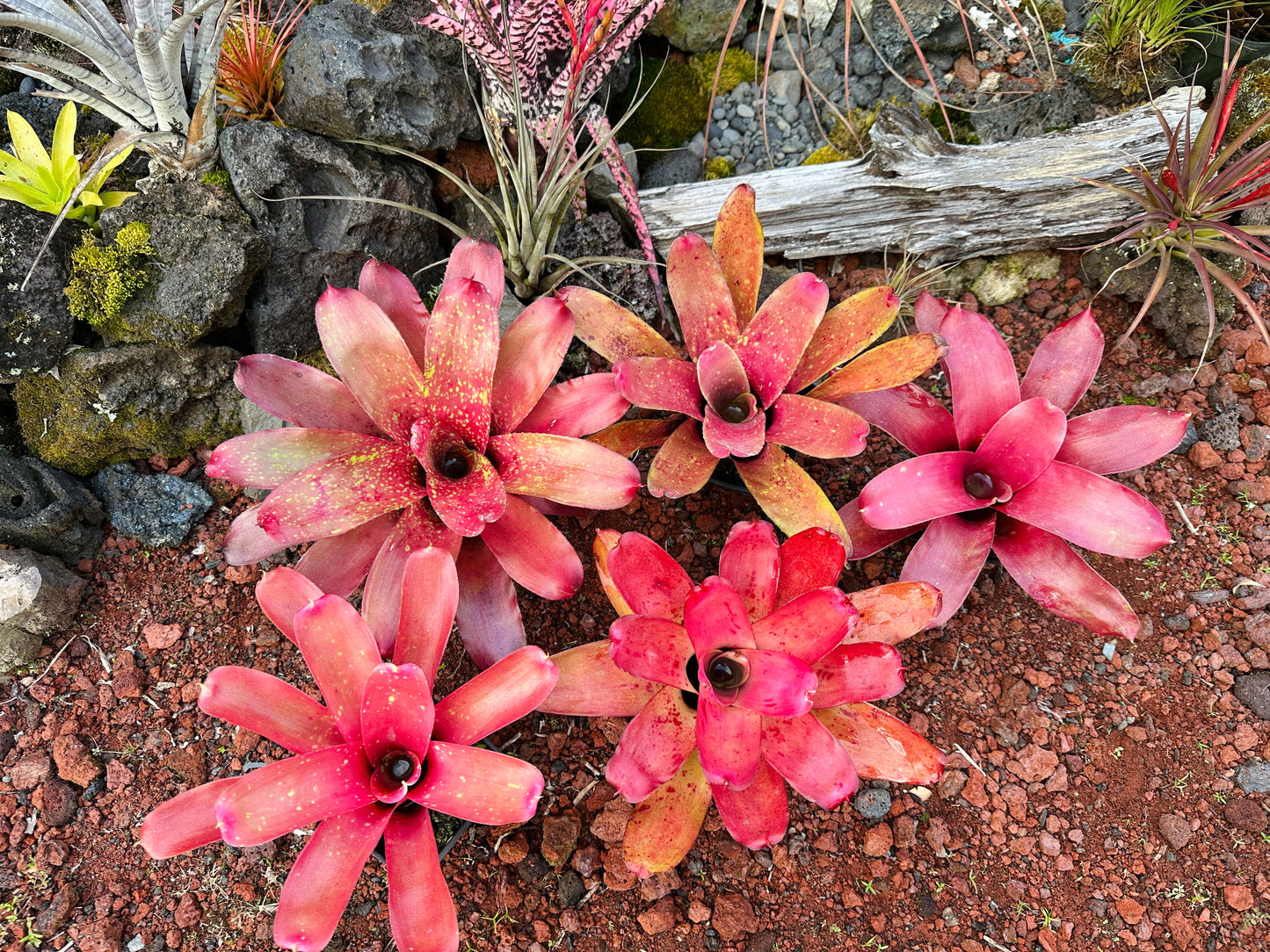 Assorted Neoregelia