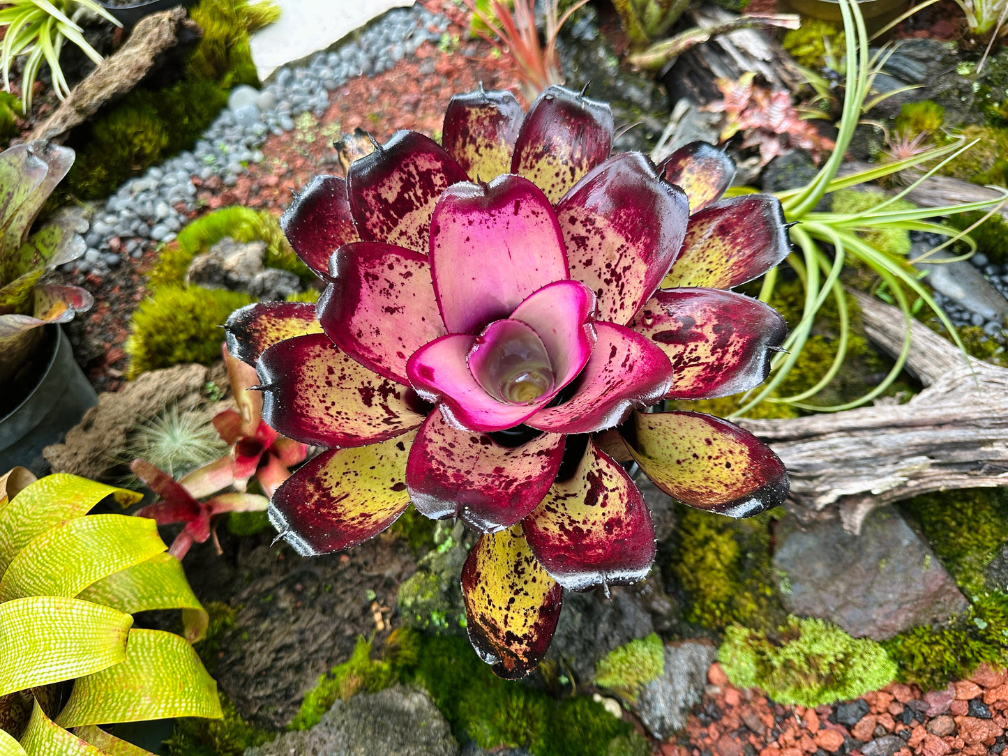 Neoregelia ‘Hawaiian Warrior’