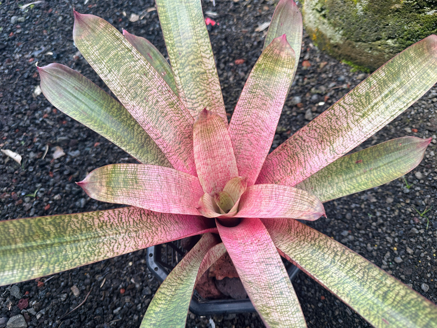 Vriesea ‘Kaumana’ pink x ‘Sakurai’