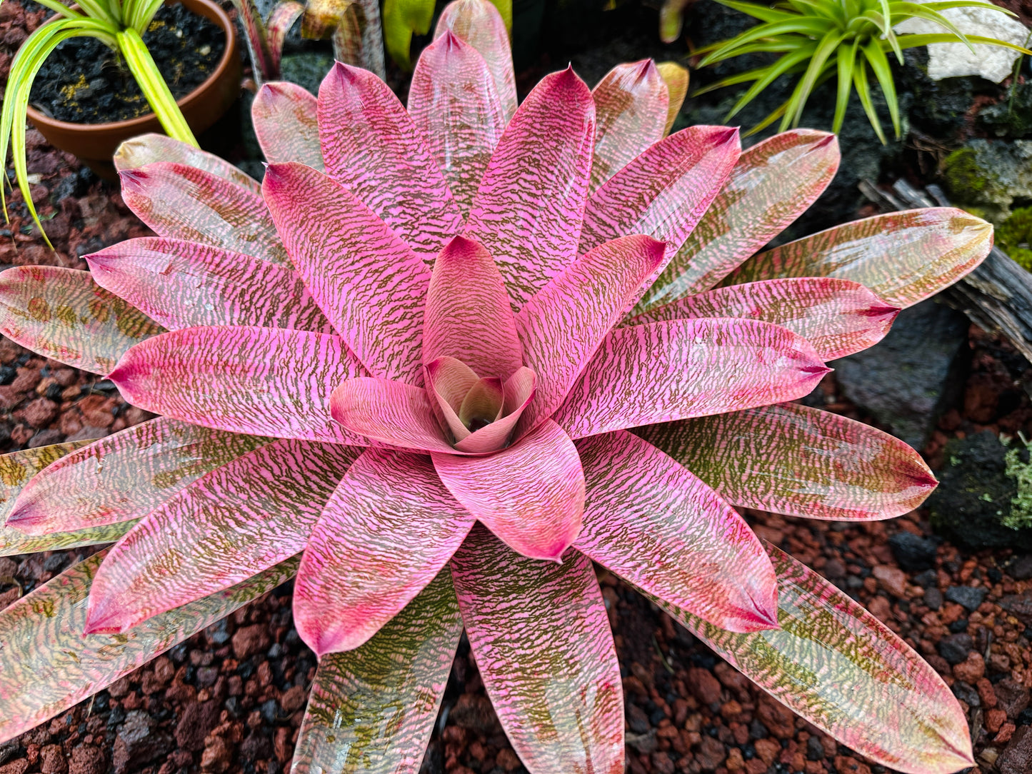 Vriesea ‘Leina’ala’ x ‘Hilo Rainbow’