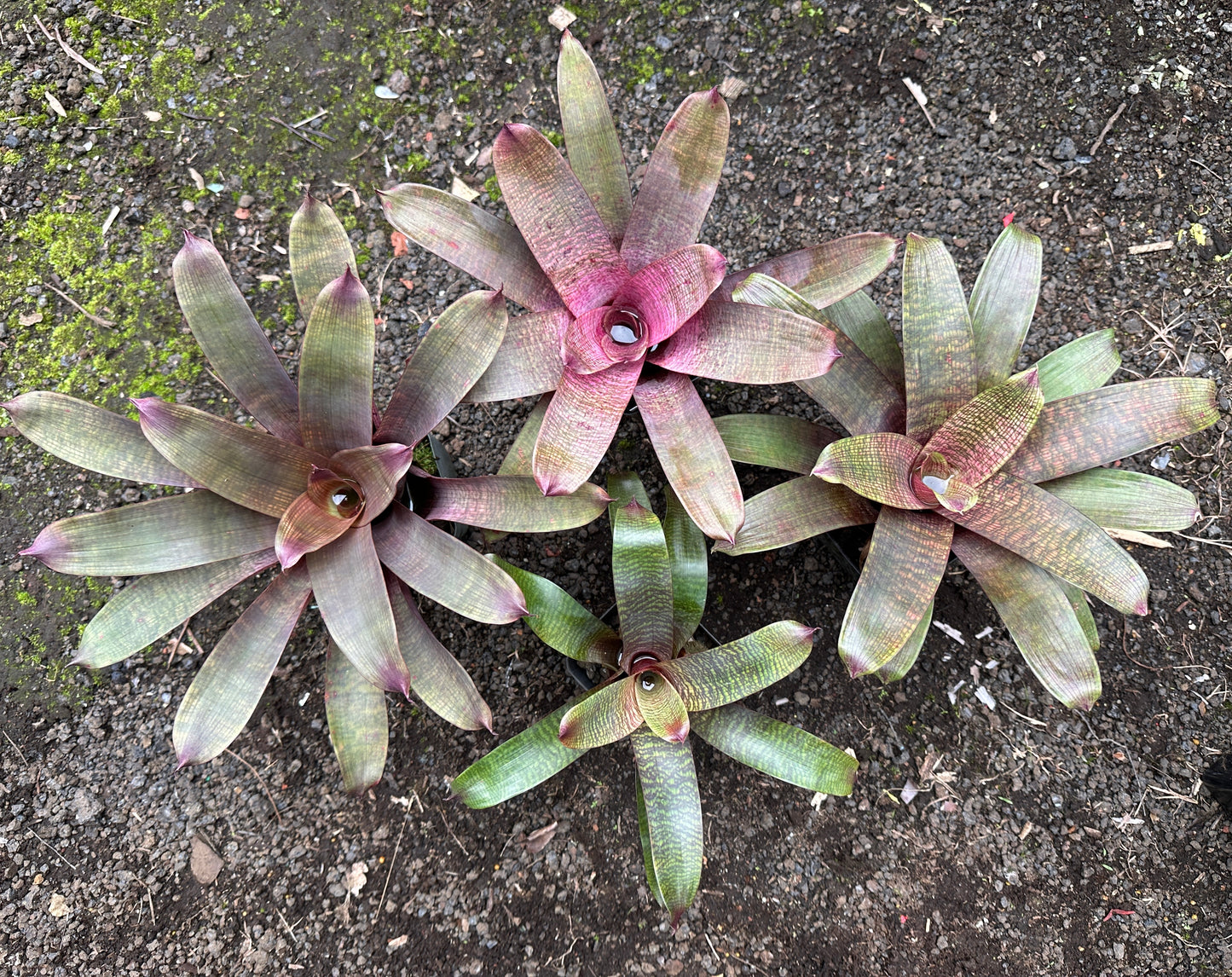 Assorted Vriesea