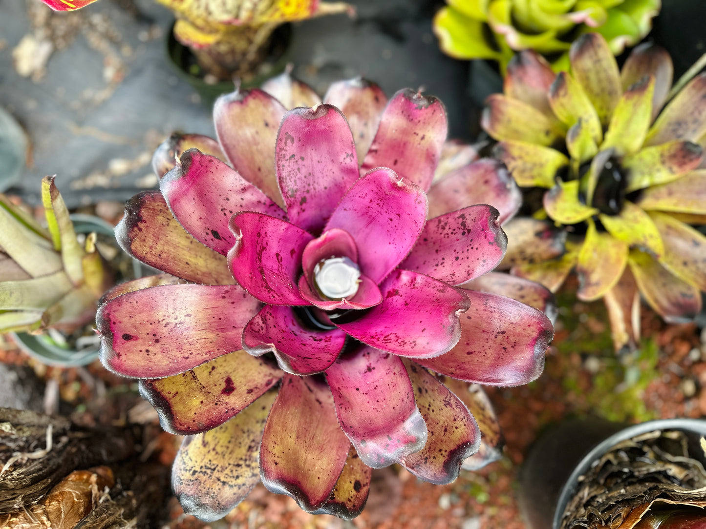 Neoregelia ‘Hilo Rainforest’