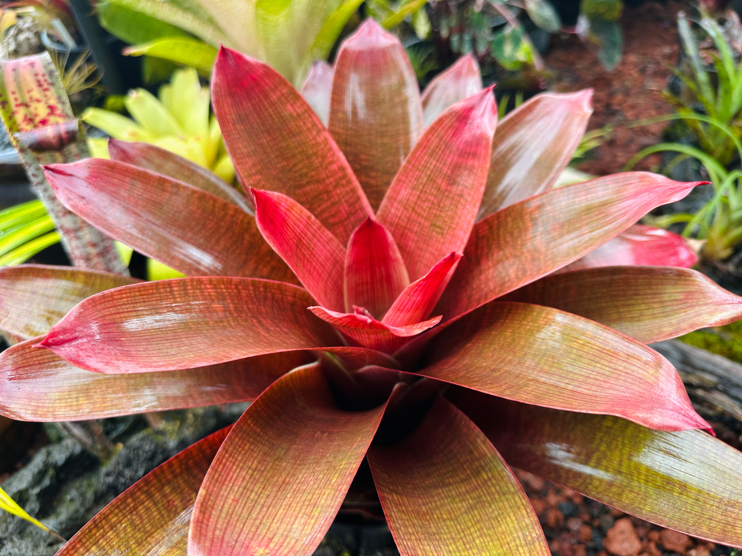 Vriesea ‘Ku’ulei’ cv. ‘Ula’ula