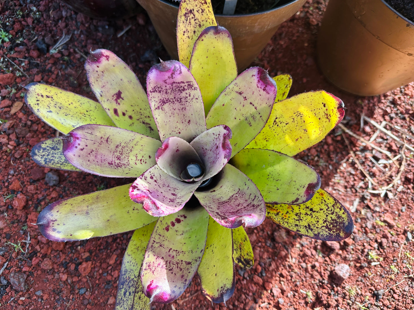 Neoregelia ‘Panaewa Rainforest’