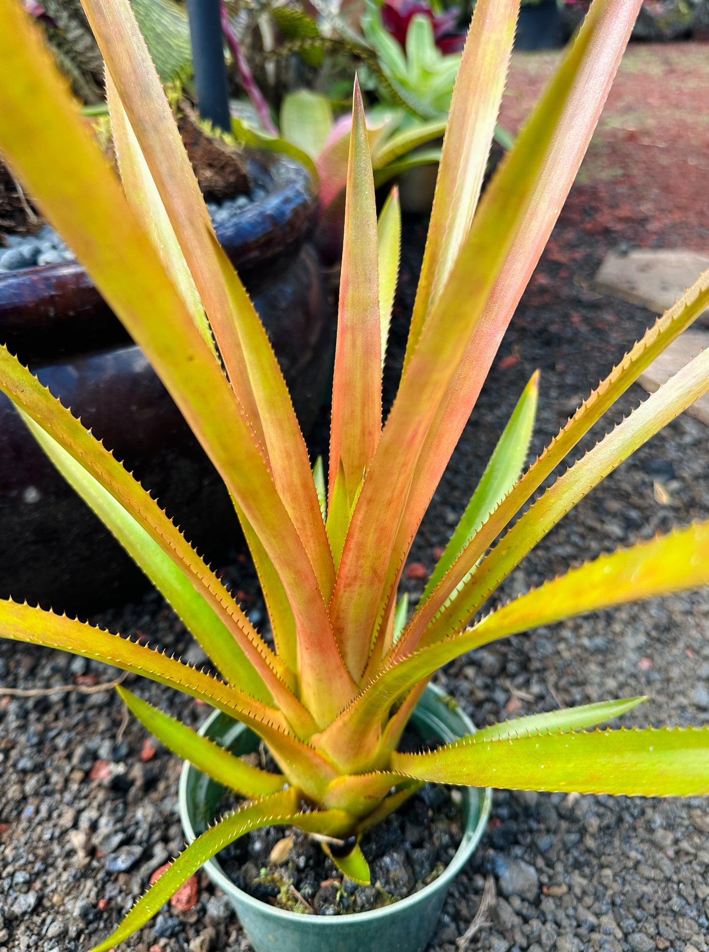 Aechmea biflora