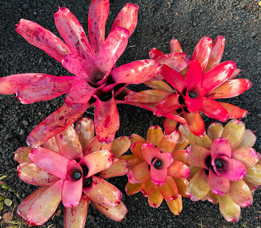 Assorted Neoregelia