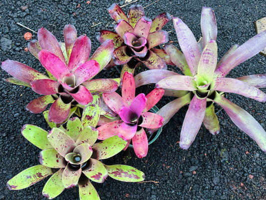 Assorted Neoregelia