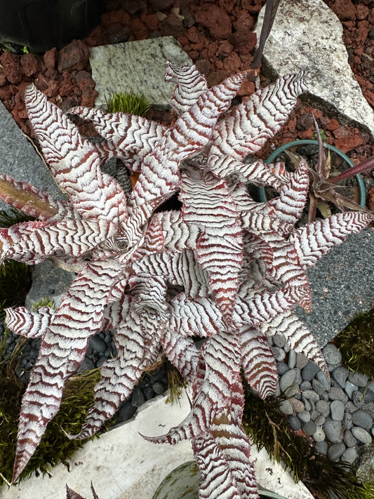 Cryptanthus Absolute Zero