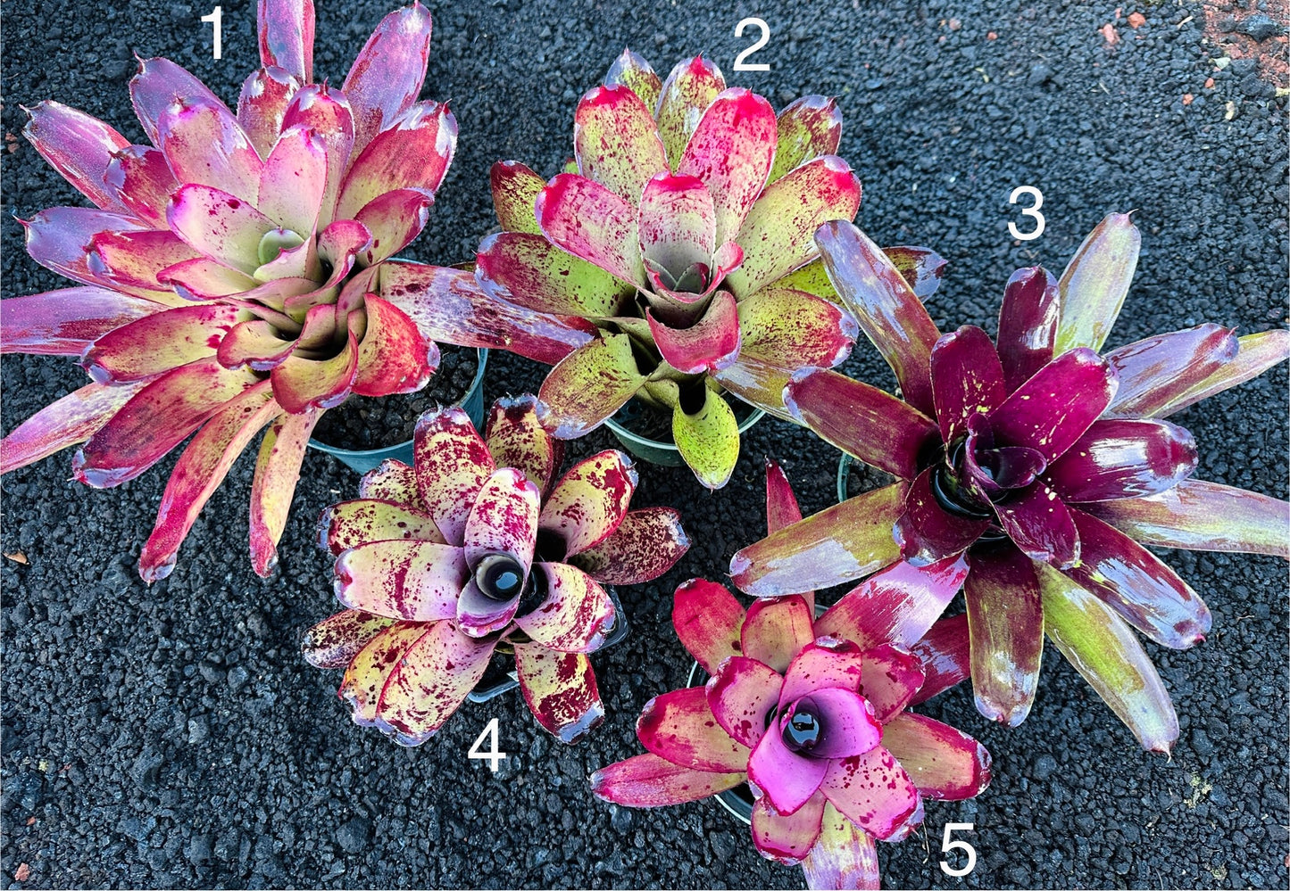 Assorted Neoregelia