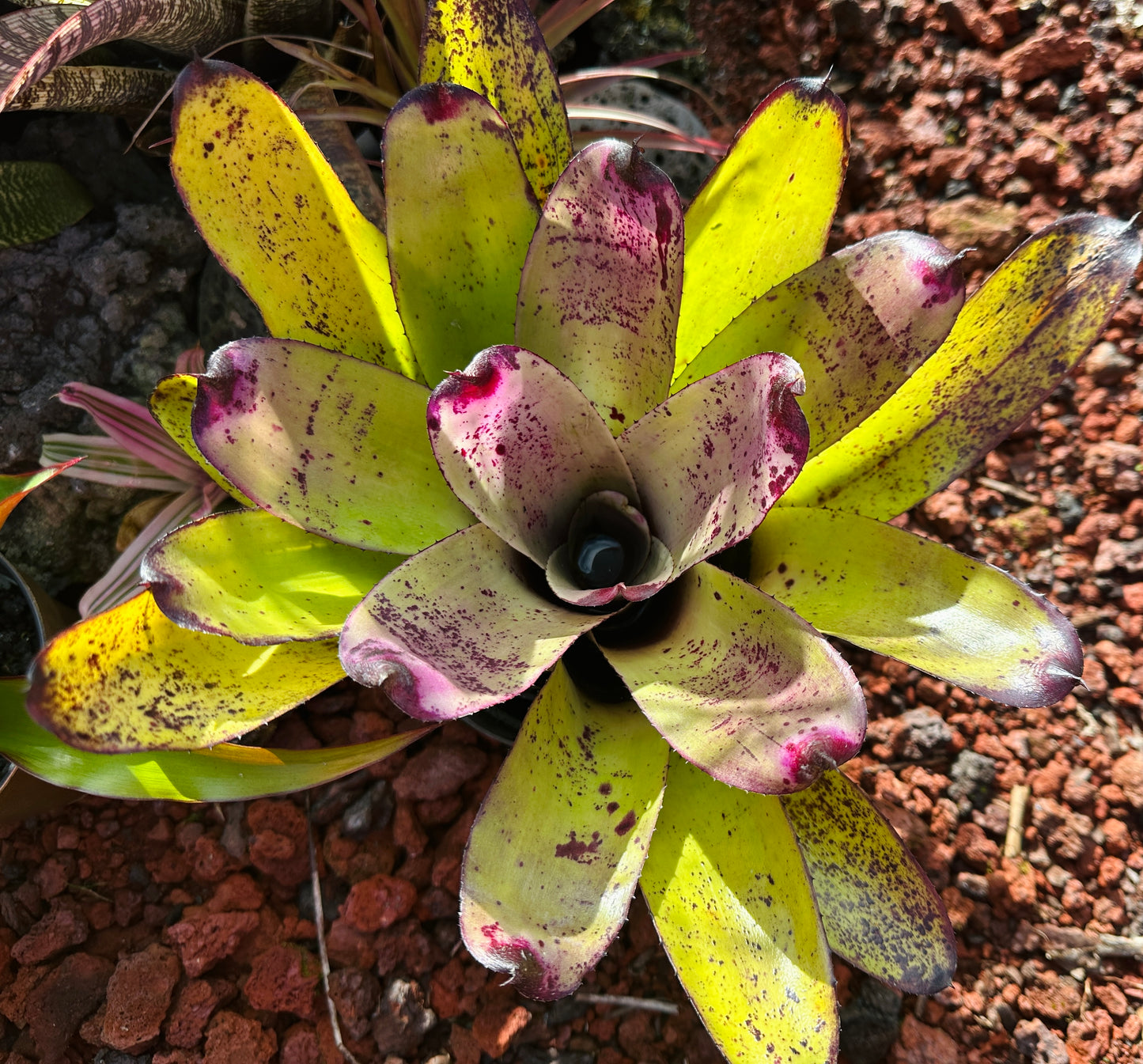 Neoregelia ‘Panaewa Rainforest’