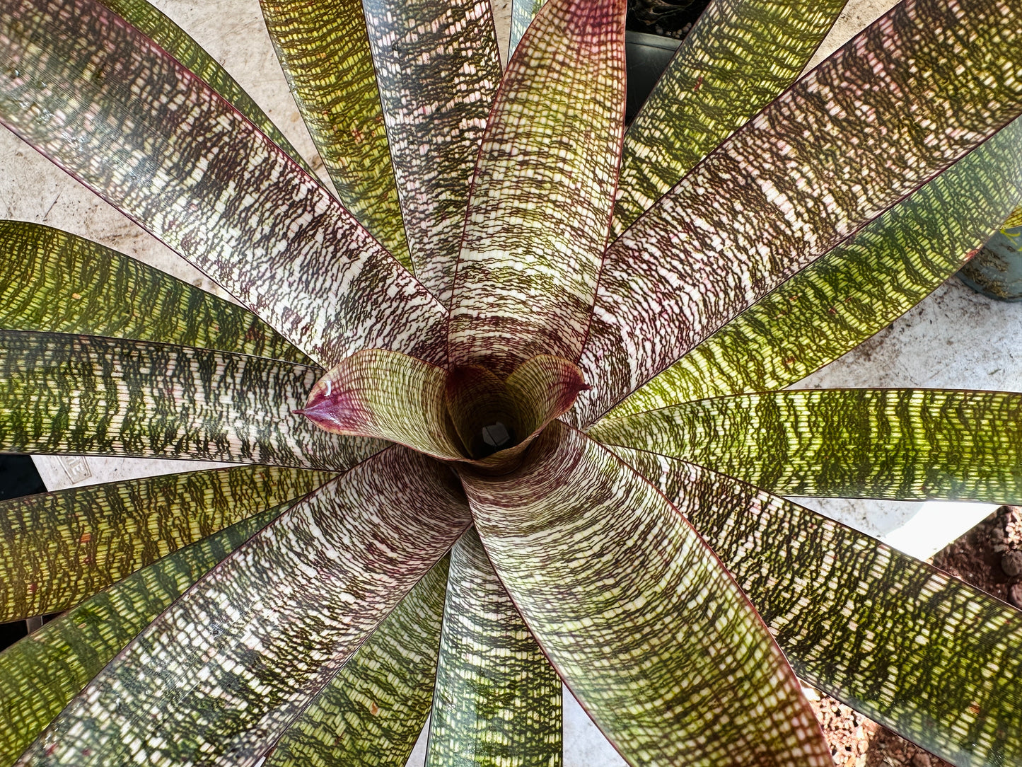 Vriesea ‘Sherlette Shiigi’ x ‘Royal Hawaiian’