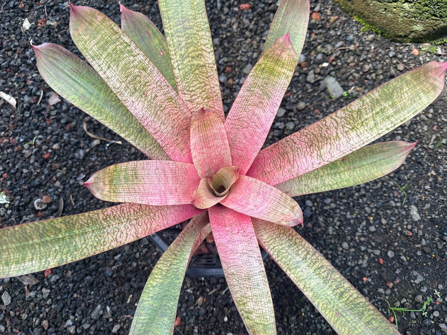 Vriesea ‘Kaumana’ pink x ‘Sakurai’
