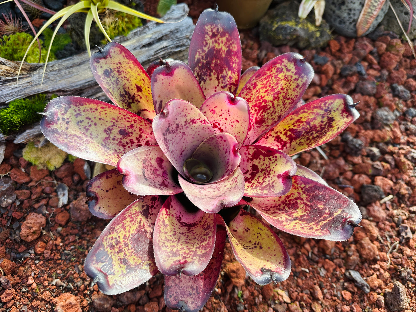 Neoregelia hybrid