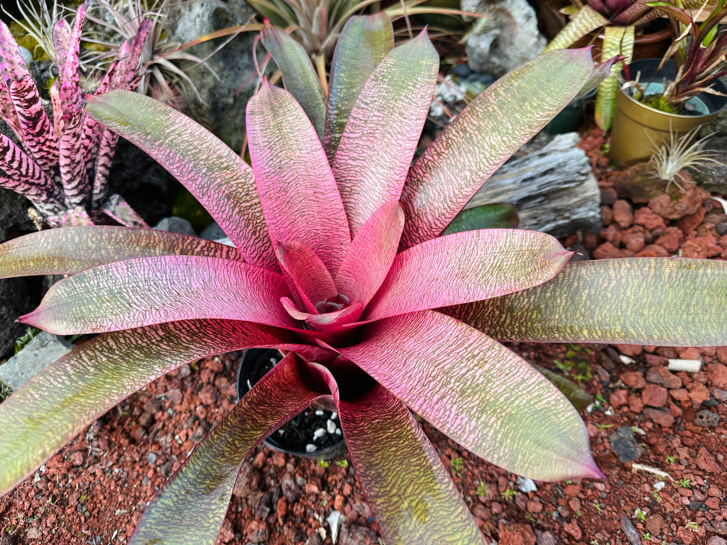 Vriesea ‘Sherlette Shiigi’