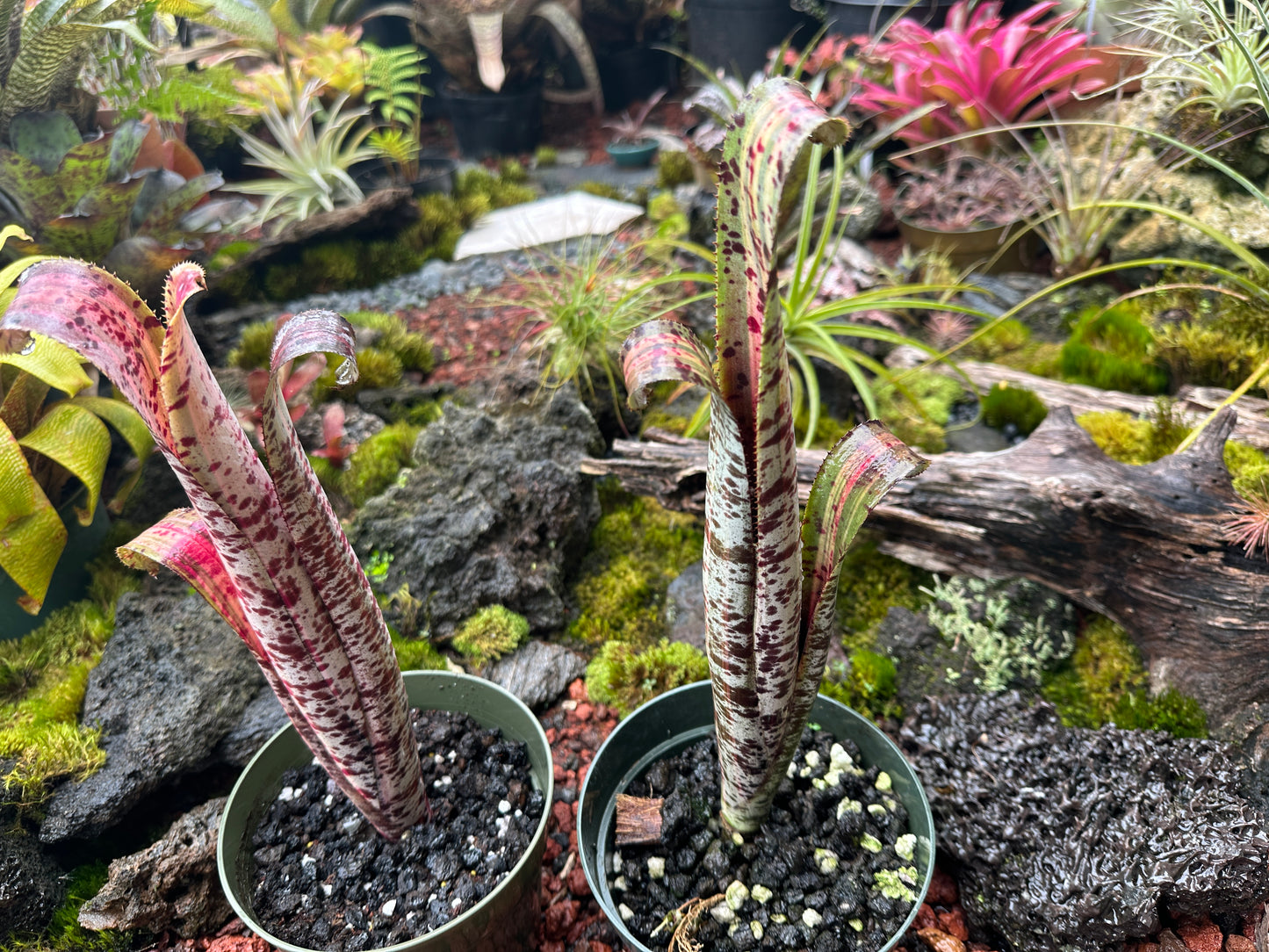 Quesnelia marmorata variegated cv. ‘Rafael Oliveira’