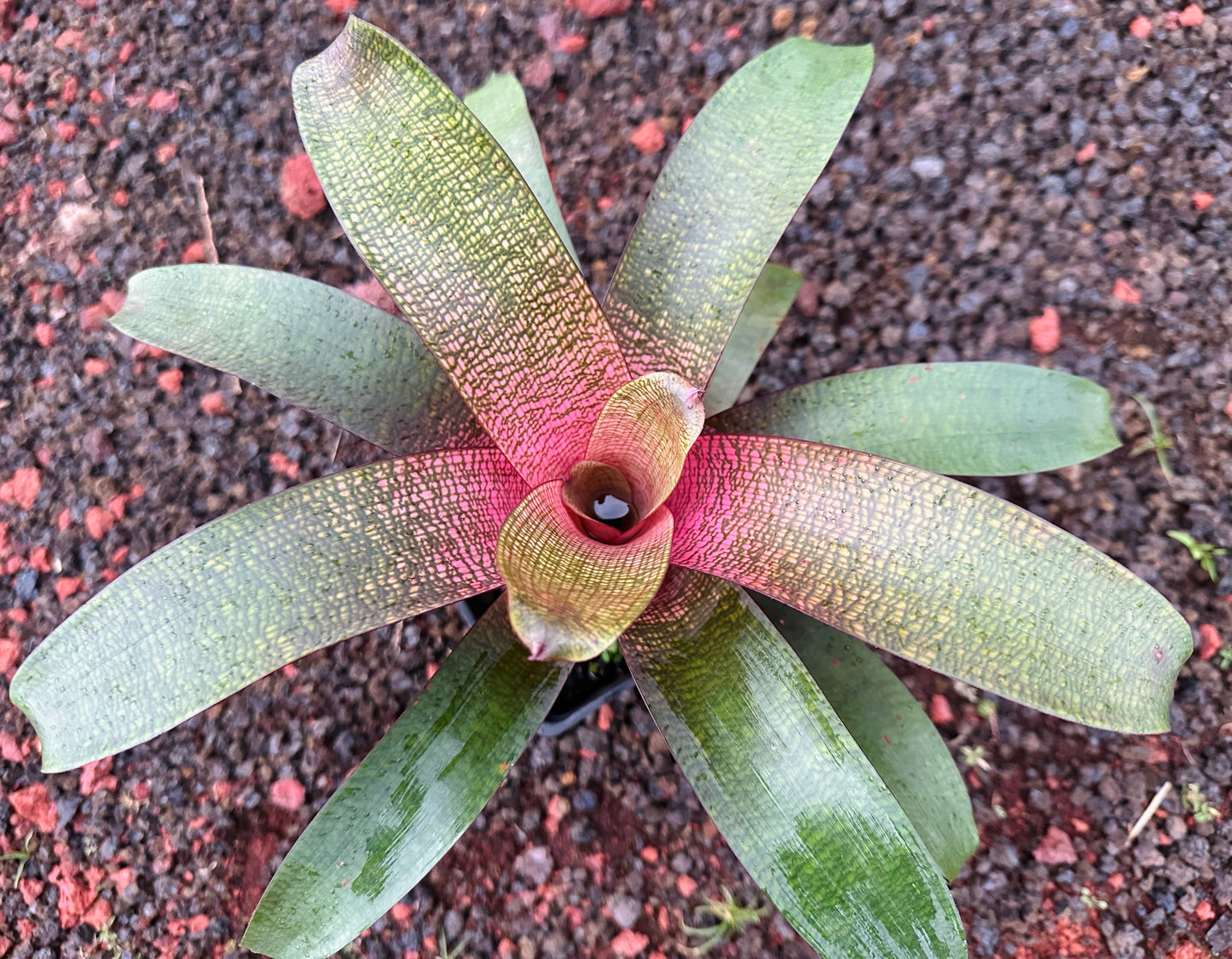 Vriese ‘Jane Higa Testa’ x ‘Big Island Passion’