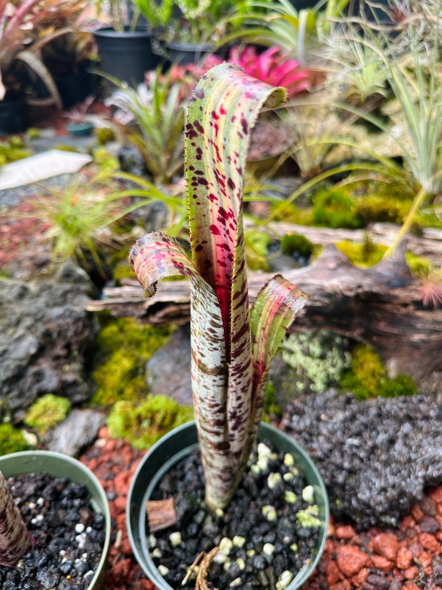 Quesnelia marmorata variegated cv. ‘Rafael Oliveira’