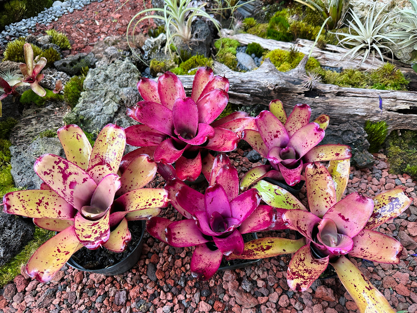 Assorted Neoregelia